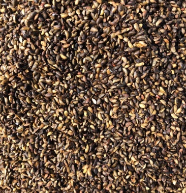 精品黄柏种子.无杂质.出芽率高