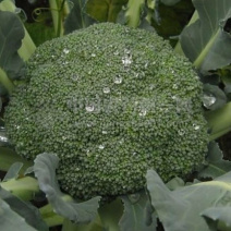 西兰花苗炎秀西兰花苗优秀西兰花苗子西蓝花苗
