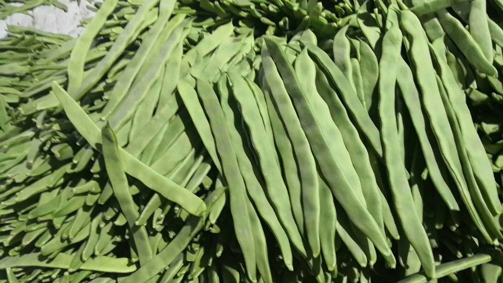 一张信息图表风格的柱状图,展示扁青芸豆主要营养成分对比,包括蛋白质、膳食纤维、钾、钙、铁、维生素C等项目,横向排列彩色柱体,数值标注清晰,背景为简洁科技蓝调,右下角标注数据来源为中国食物成分表第六版 扁青芸豆营养成分柱状图示意