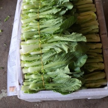 湖南白菜苔