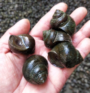 厚壳精品中华圆田螺