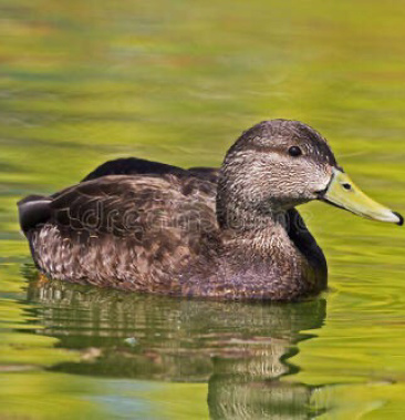 金锭鸭苗土鸭黑番鸭江南四号散养包活到家包邮包路损