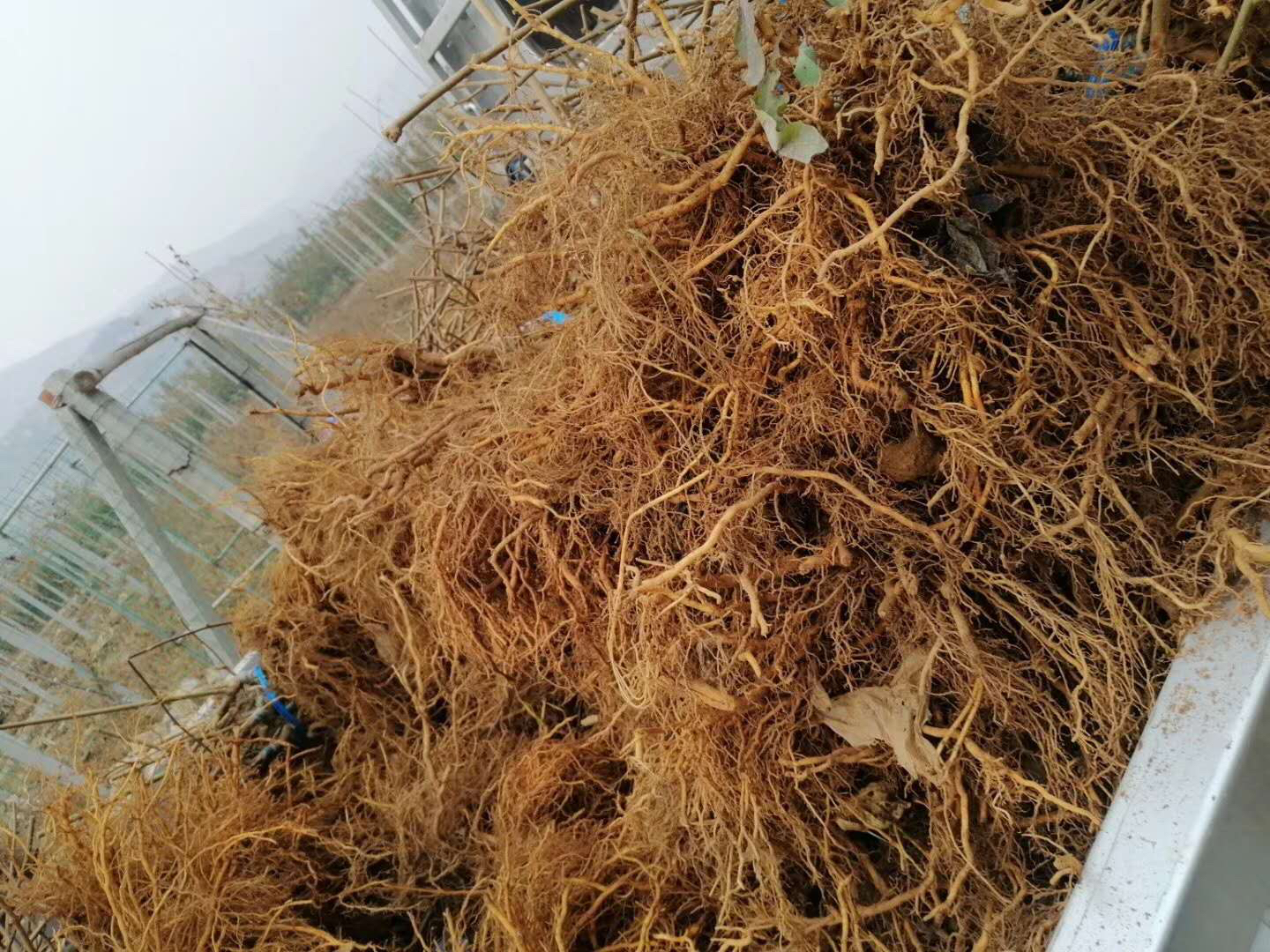 猕猴桃根系在不同土壤环境下的生长对比 猕猴桃根系在不同土壤环境下的生长对比