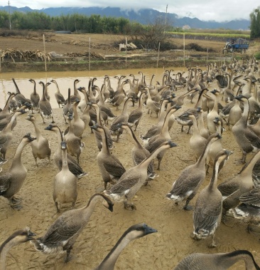 正宗清远黑棕鹅批发零售