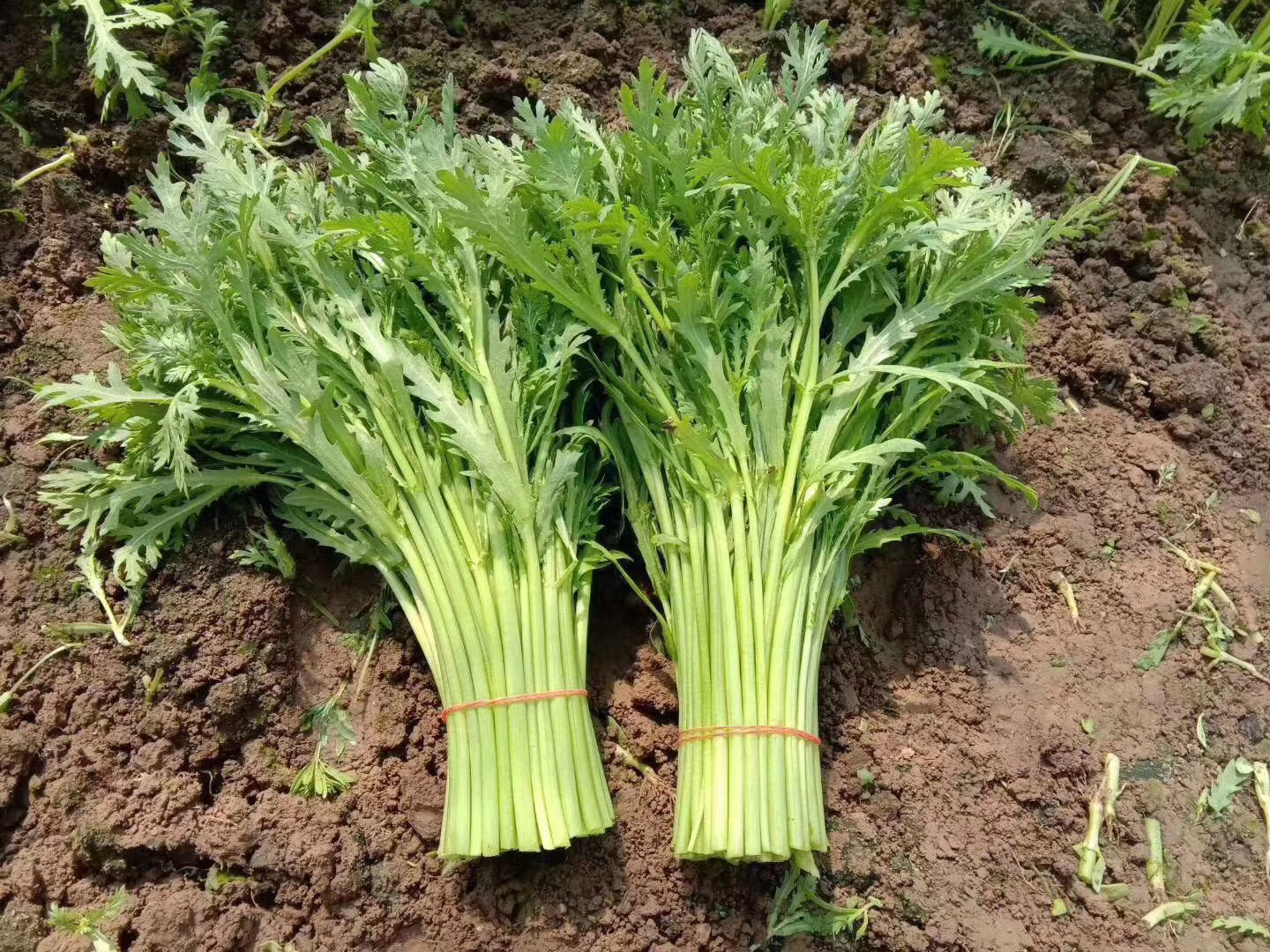 一个典型的南方城市农贸市场摊位,竹筐里堆满带着露珠的新鲜茼蒿,颜色鲜绿,根部沾有少量湿润泥土,旁边摆放着香芹、小白菜等其他时令蔬菜,摊主是一位戴着草帽的老农,正整理菜叶 农贸市场摊位上的新鲜茼蒿