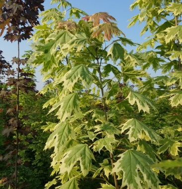 花叶挪威槭,挪威槭夏雪(自产自销)