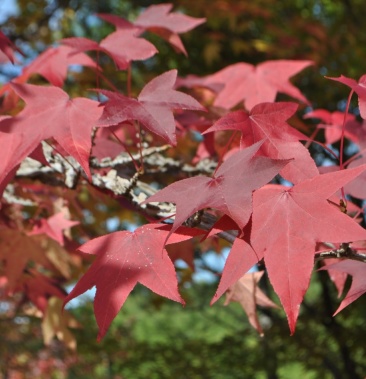 供应北美枫香欧洲枫香自产自销