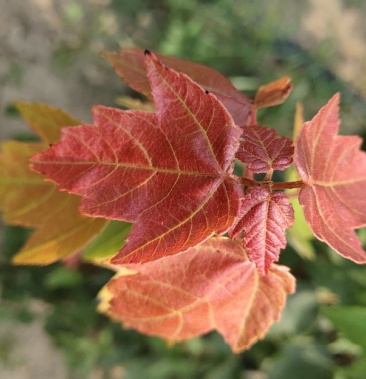 美国红枫夏日红,基地直销