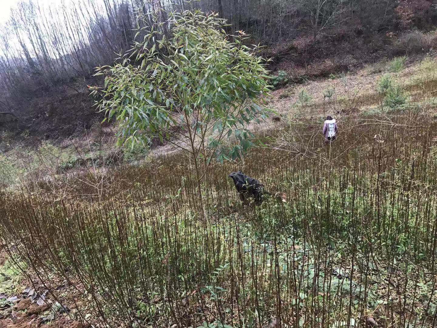 16世纪航海地图,展示通往印度的航线与胡椒产地分布 16世纪欧洲航海探险地图,标注胡椒产地与航线