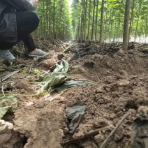 楸树金丝楸楸树小苗，梓树