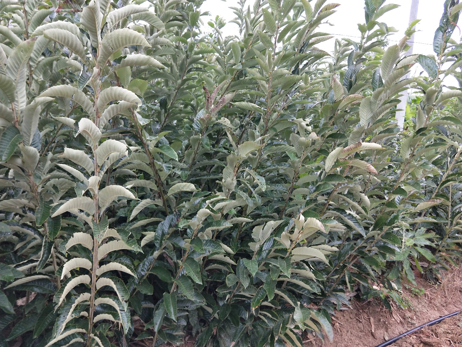 陕南板栗林