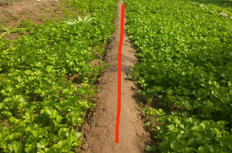 喷洒杀菌剂现场图