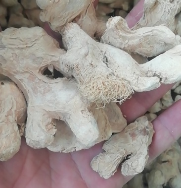 【傲宇药材】干良姜 大个