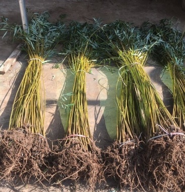 柳树青柳树苗黄金柳树苗【包邮发货】