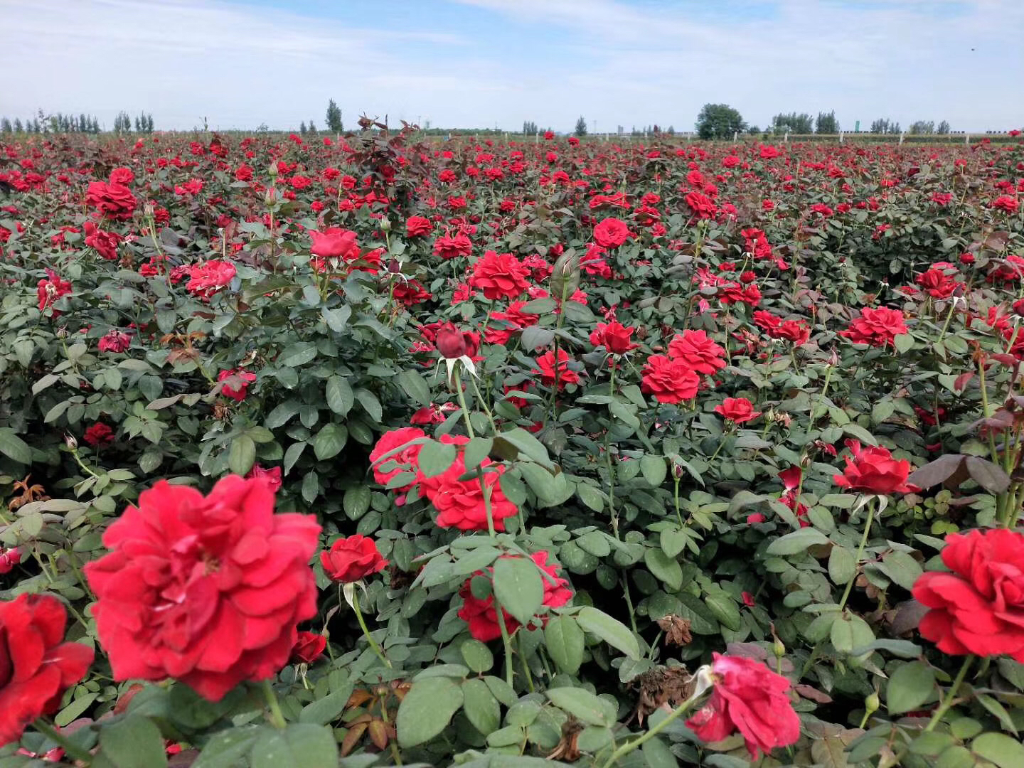 盛开的大花浓香月季