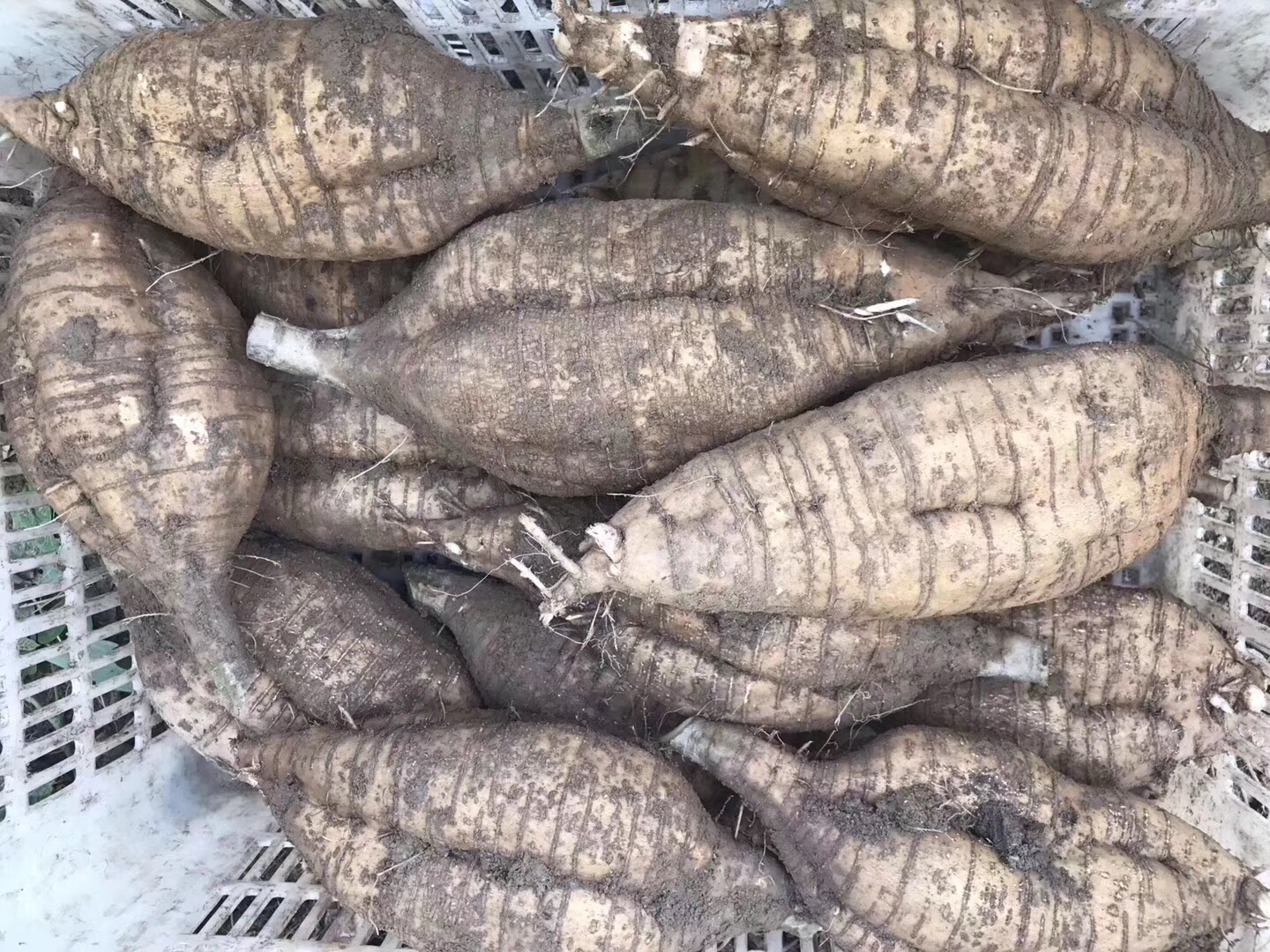 图片说明:国家葛根加工技术研发分中心(江苏徐州)标准化检测室,技术人员正在对桂葛1号样品进行出粉率测定——左侧电子天平显示鲜薯净重500.0g,右侧干燥箱内葛粉样品恒重后为148.2g,计算得出出粉率29.64%,记录本标注‘2023-11-28采收,冷库贮存7天,符合高粉率标准’ 粉葛加工车间出粉率检测现场