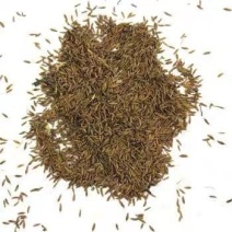 黄花苜蓿草木犀多年生牧草种子南北方柱花草营养高猪牛羊鸡鸭