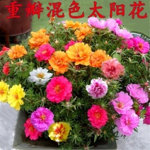 重瓣太阳花花种子花籽四季开花室内花卉易活室外种孑七彩花种
