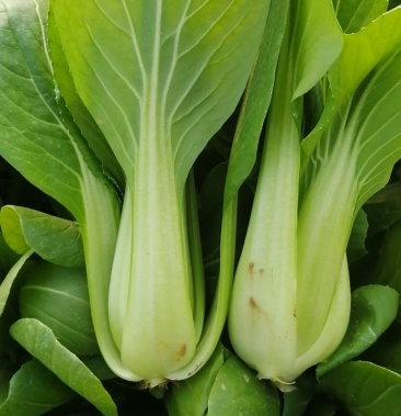 [油菜批发]上海青小颗油菜价格0.50元/斤 - 一亩田