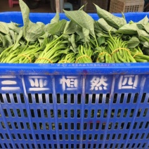 苕尖红薯叶地瓜叶红薯尖（有机富硒菜和种苗）常年供应