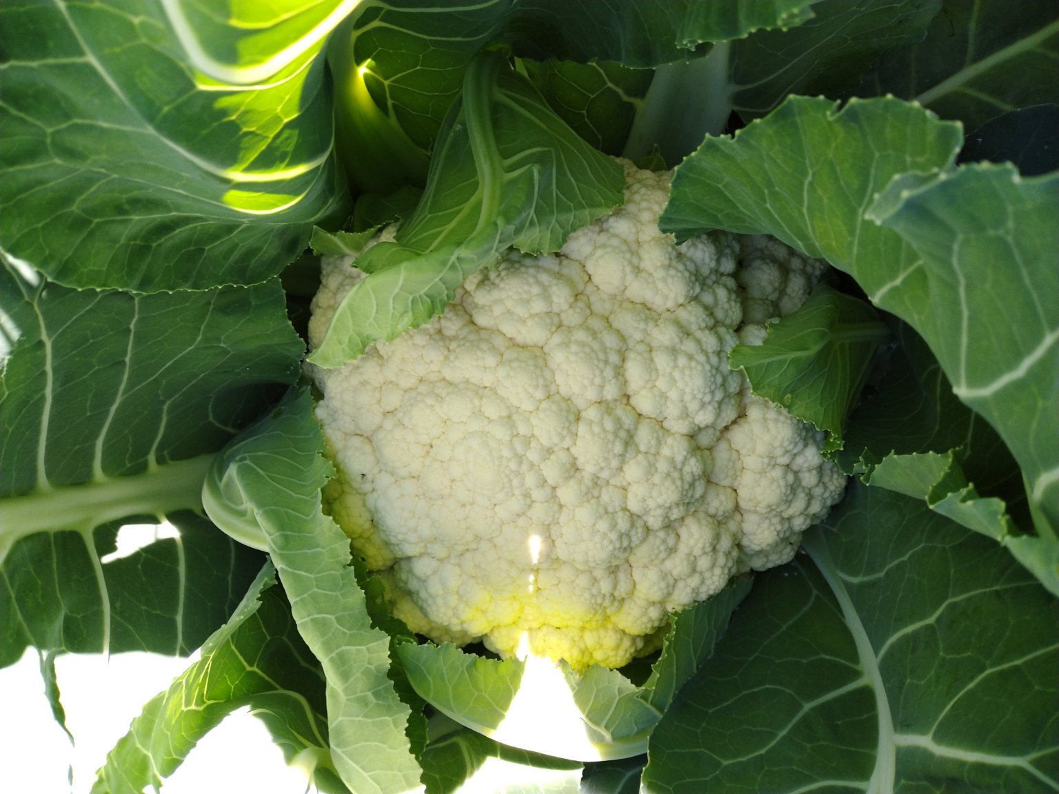 白花菜花盛开在阳光下的花园中,花朵洁白,叶片翠绿 白花菜花盛开在阳光下的花园中,花朵洁白,叶片翠绿