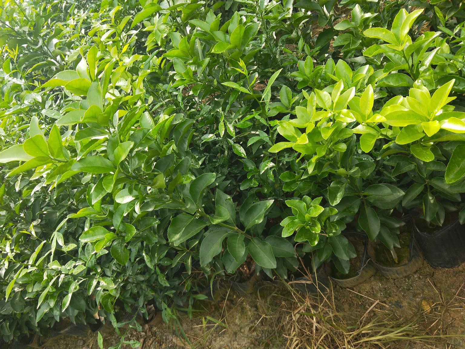 夏季果园中,一棵柠檬树正处于幼果发育阶段,树上挂满直径约2~3厘米的绿色小柠檬,农技人员正在使用手持式喷雾器对叶片正反面进行均匀喷药,地面铺设黑色防草布,滴灌管道清晰可见,背景为晴朗天空 夏季安岳柠檬幼果期田间管理场景