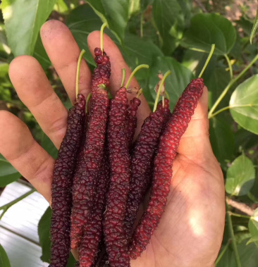 台湾四季长果桑树苗100120cm当年结果