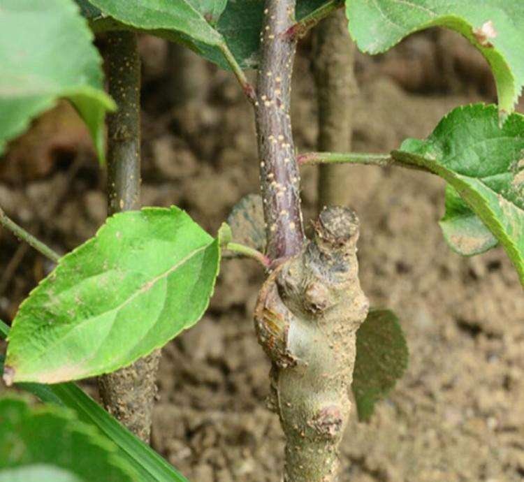 豆角嫁接苗与普通苗对比图