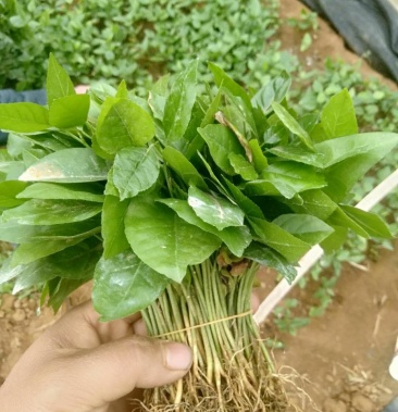 黄皮果苗 黄皮树小苗 奶苗 快递包邮