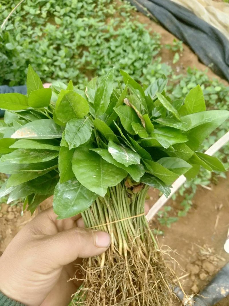 黄皮果苗 黄皮树小苗 奶苗 快递包邮