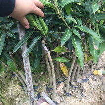 嫁接金煌芒果苗，1一3年苗