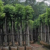 沉香树，移植袋树，产地直供，支持线上保证交易。