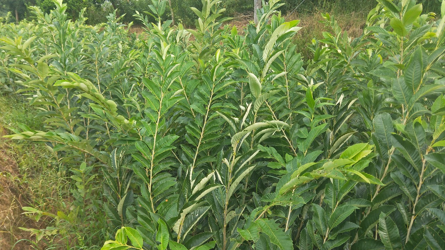 一片位于山坡上的有机栗子种植园,成排的栗子树结满带刺果实,农民正在手工采摘,地面铺满落叶,远处云雾缭绕,展现生态种植环境 栗子种植园