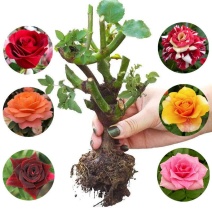 多色嫁接玫瑰花苗盆栽老桩浓香型四季开花室内外绿植花卉大花