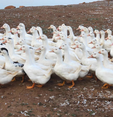 [花边鸭批发]一点黑鸭便宜卖价格5.00元/斤 - 一亩田