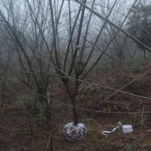 红叶碧桃大量供应优质树苗，1--8公分大量，欢迎各位老板
