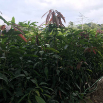 芒果嫁接小杯苗，多品种，多规格