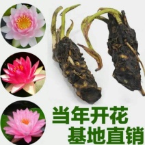 睡莲见水就活水培植物，红色，白色，黄色的观赏睡莲
