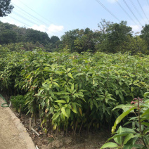 小杯芒果苗，2年苗，价格优惠