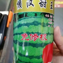 【优质】懒汉甜王西瓜种子甜度高大红瓤产量高上市早
