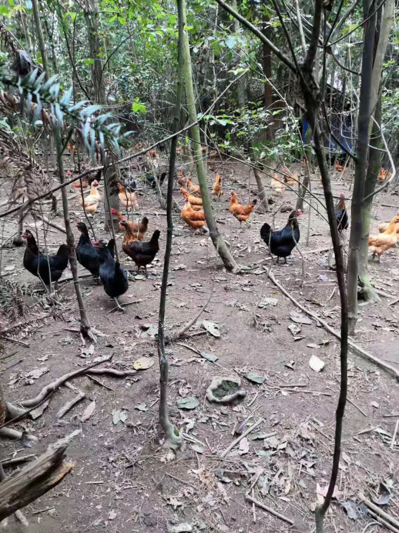 50元/个林下散养绿壳 _ 一亩田