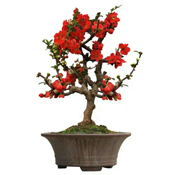 长寿冠海棠 日本海棠 景观美爆了 盆栽包邮.