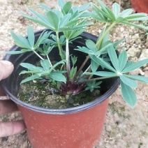 鲁冰花，羽扇豆，可提供养种植技术规划等等