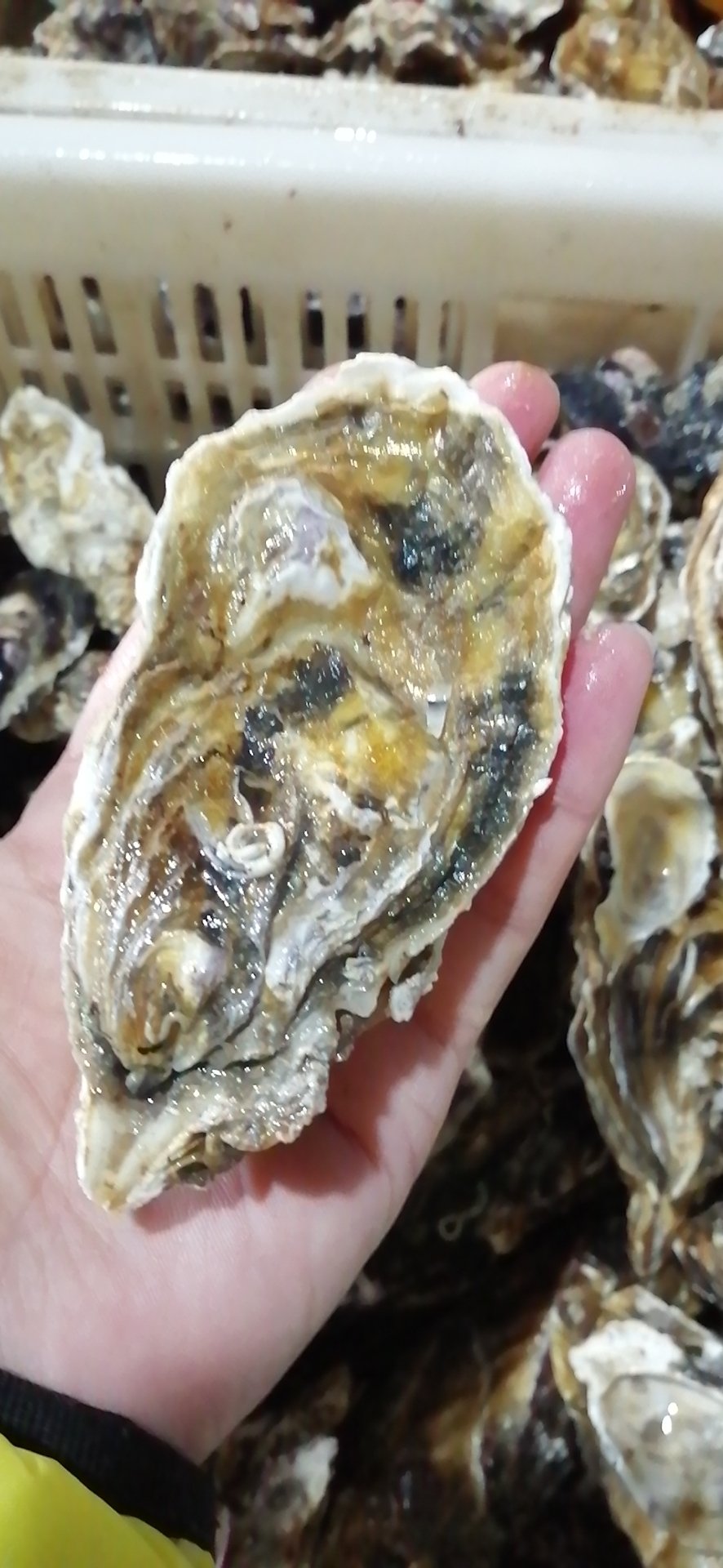 [生蚝批发]蚝场直销 湛江蚝阳江蚝台山蚝生蚝 牡蛎 海蛎子价格280.