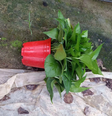 [绿萝批发]高红盆自吸水绿箩a货价格68.00元/件 - 一亩田