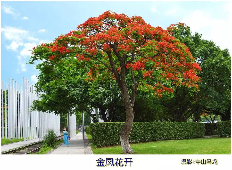 庭院可以种凤凰树吗,家里种凤凰树好吗,门前种凤凰树风水好吗(第13页)_大山谷图库
