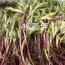 柳蒿芽吉林省长白山地区山野菜