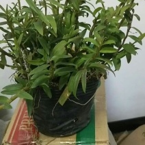 浙江雁荡山铁皮石斛原盆黑盆盆栽边种边吃量大从优