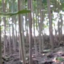 炮桐，大量销售桐树苗，幼桐根