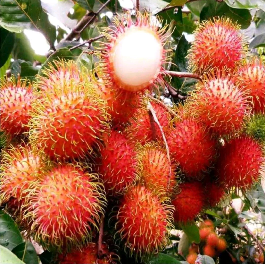 红毛丹与荔枝对比图